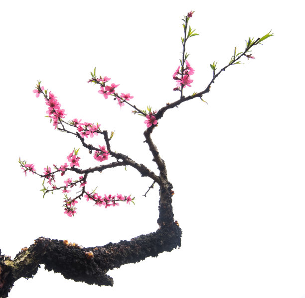 花蕊