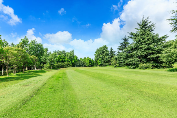 树林草坪