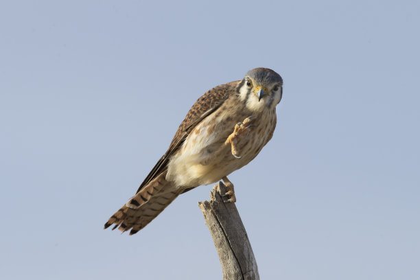 hawk