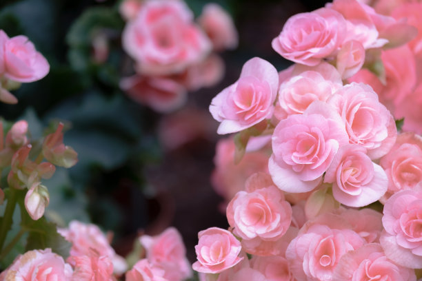 begonia