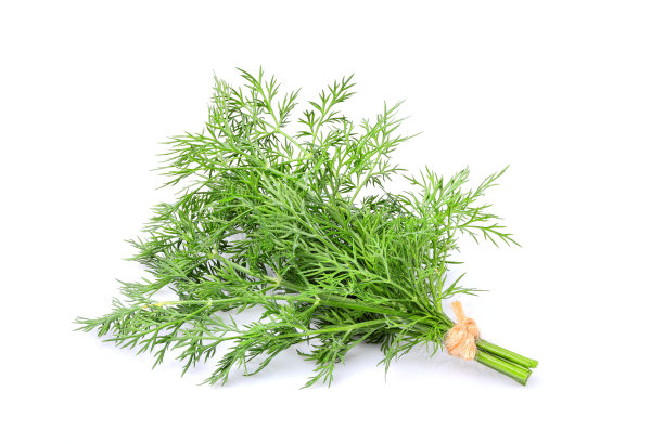 fennel