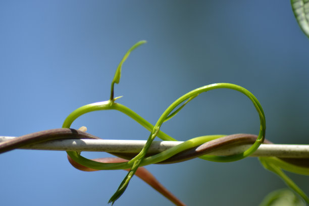 knot