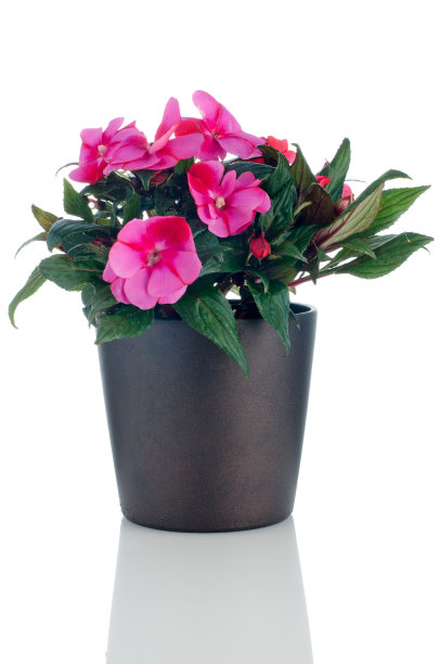 impatiens