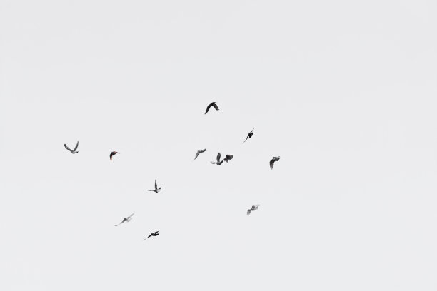 avian