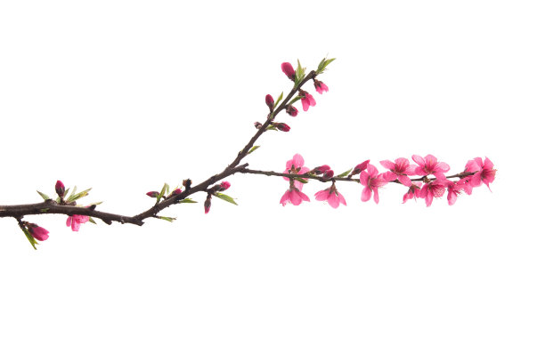 branches