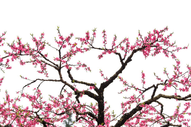 粉红桃花树枝