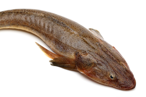 catfish