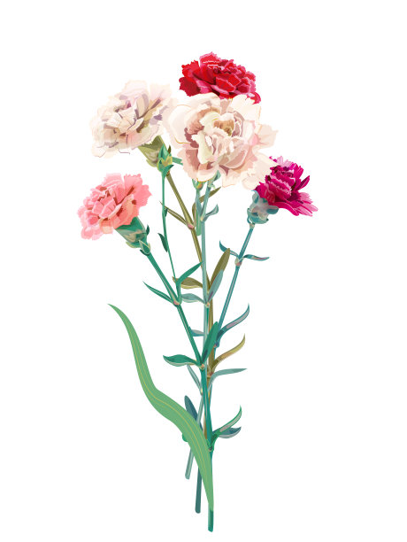 dianthus