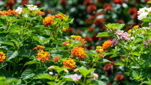 verbena