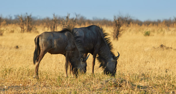 wildebeest