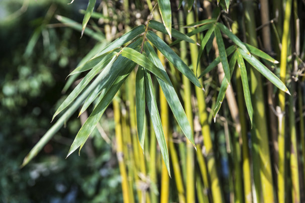 仰拍绿竹林