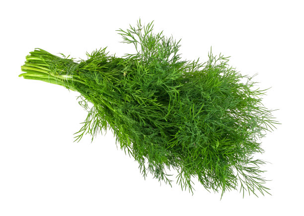 fennel