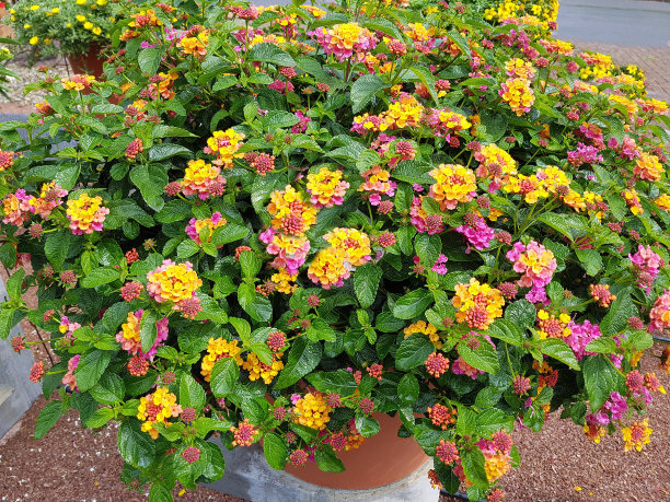 verbena