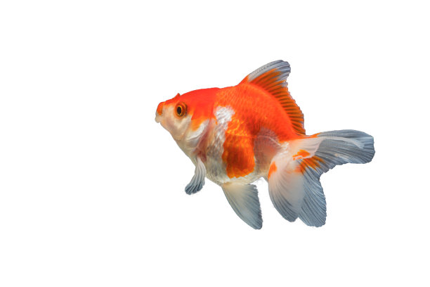 carassius