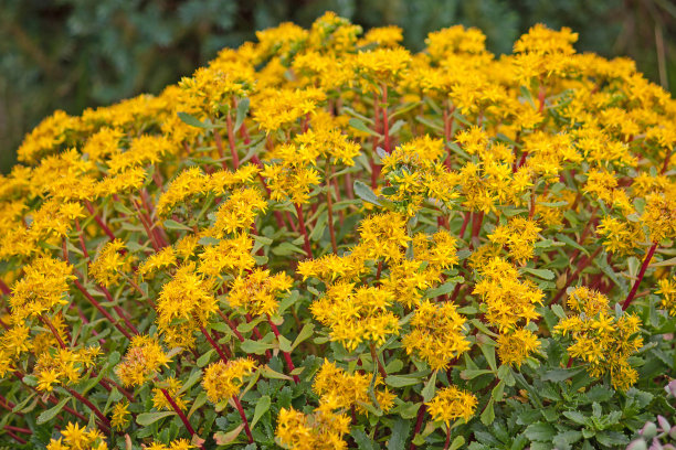 sedum