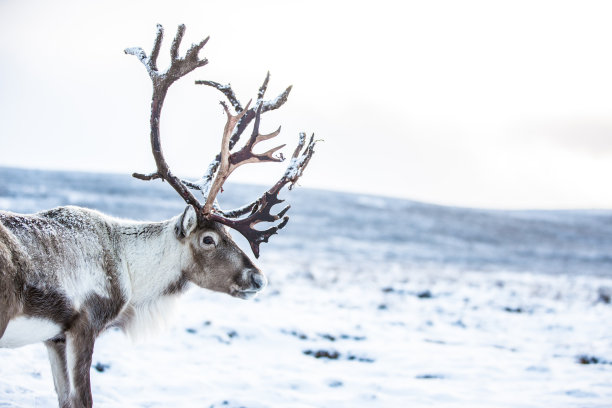 reindeer