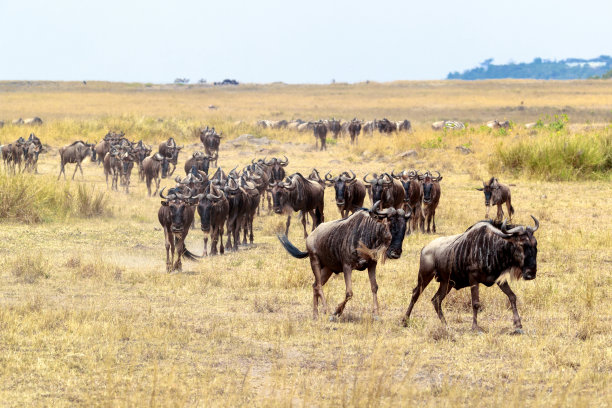 wildebeest