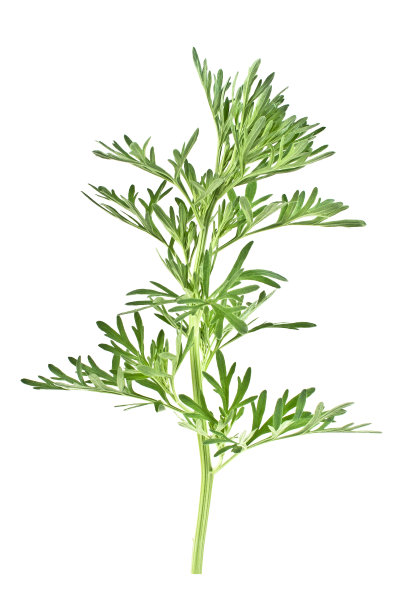 mugwort
