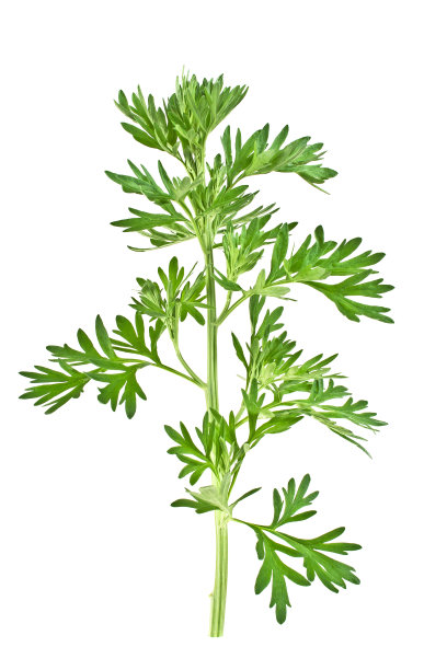 mugwort