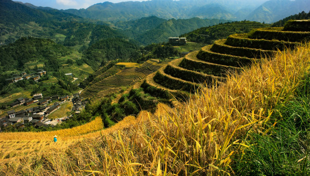 山间的稻田