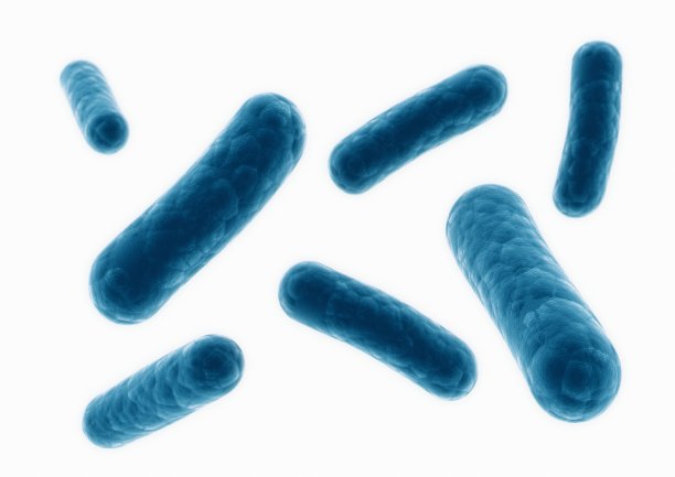 bacteria