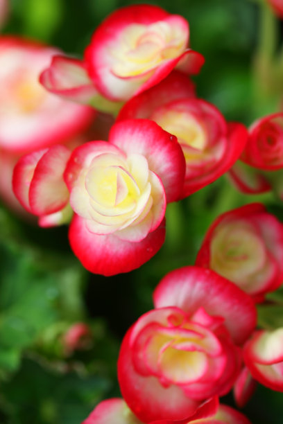 begonia