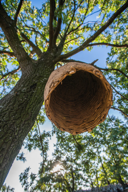 森林蜂箱蜂农