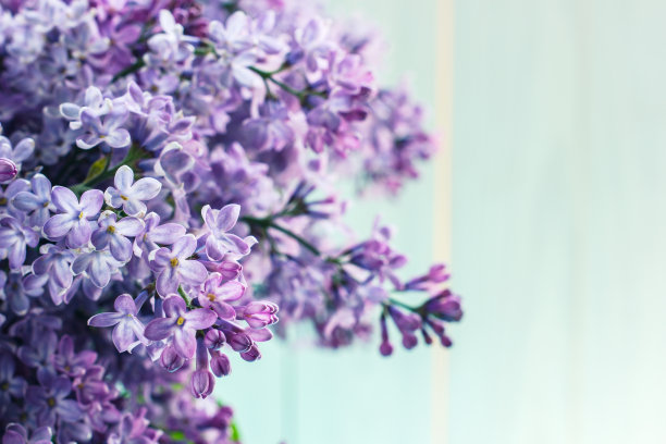 lilac