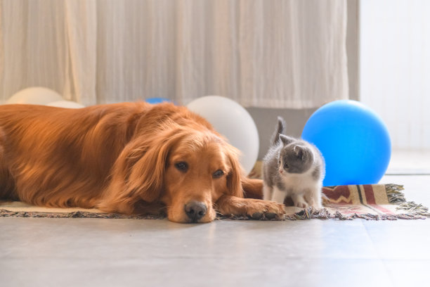 犬科
