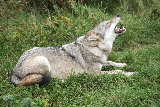 wolf