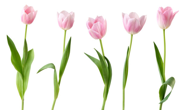 tulip