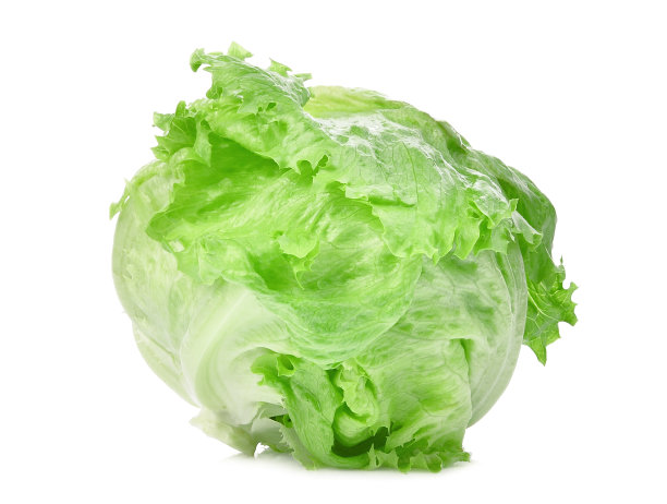lactuca