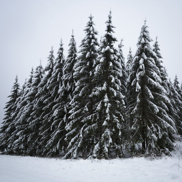 山野雪景