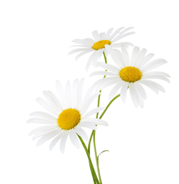 camomiles