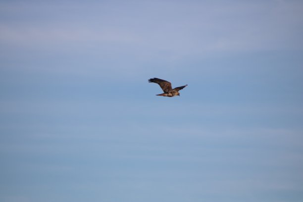 falcon