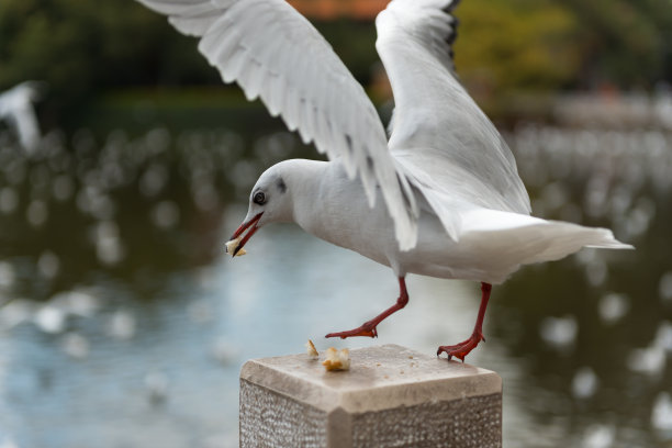 给海鸥喂食