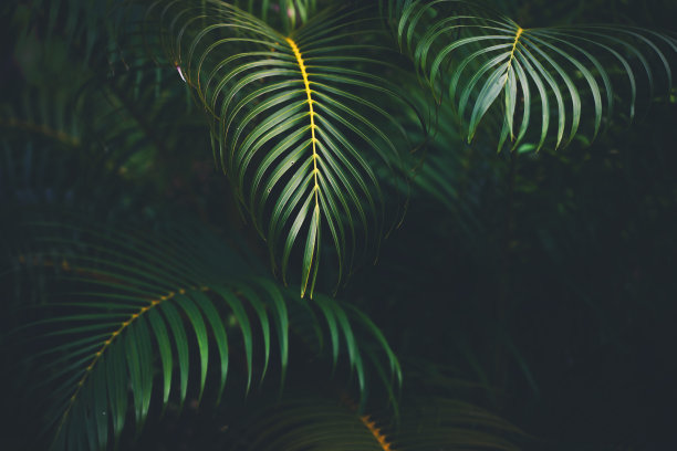 雨林植物