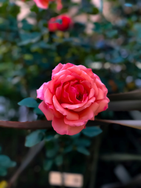 赤蔷薇花图片素材赤蔷薇花设计素材赤蔷薇花摄影作品赤蔷薇花源文件下载