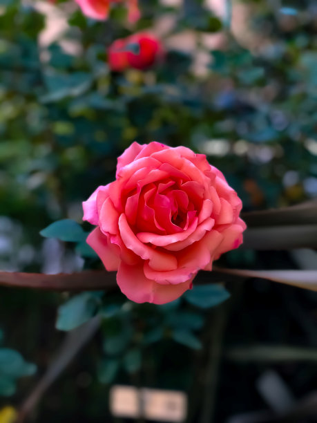 苦刺花