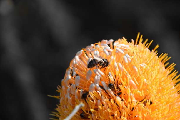 小蜜蜂,黄色野花,微距摄影