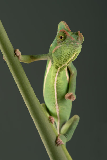 chamaeleon