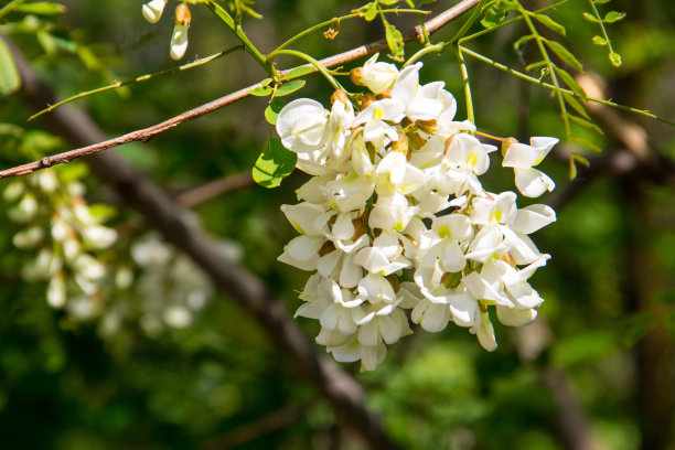 枝头洋槐花