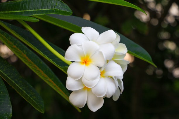 frangipani