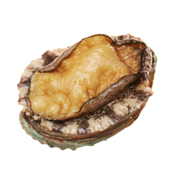 abalone