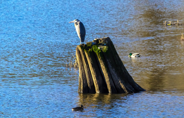 egretta