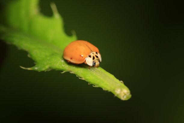 beetles