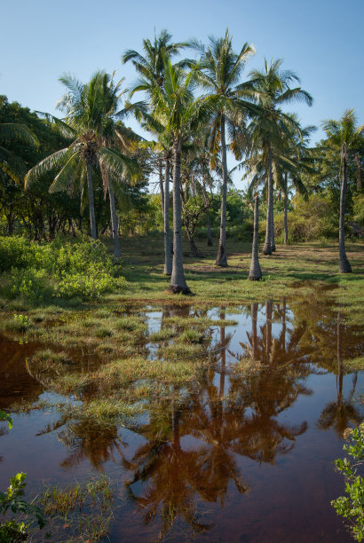 印度尼西亚,吉利岛,棕榈树