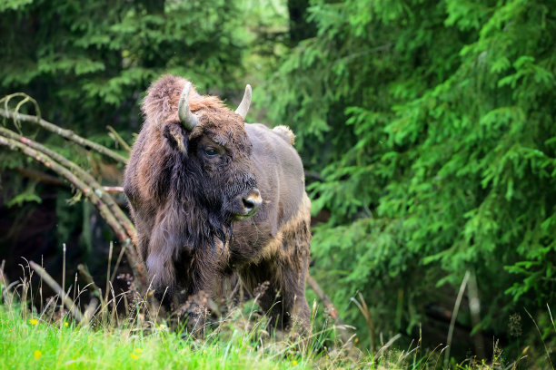 bison