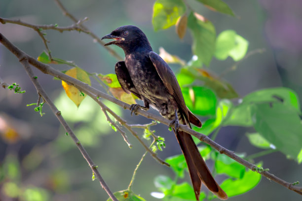 drongo