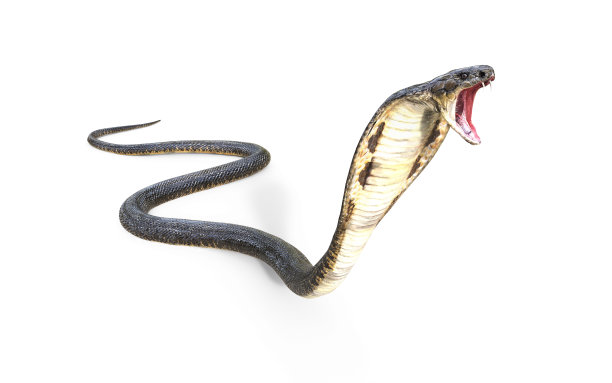 cobra